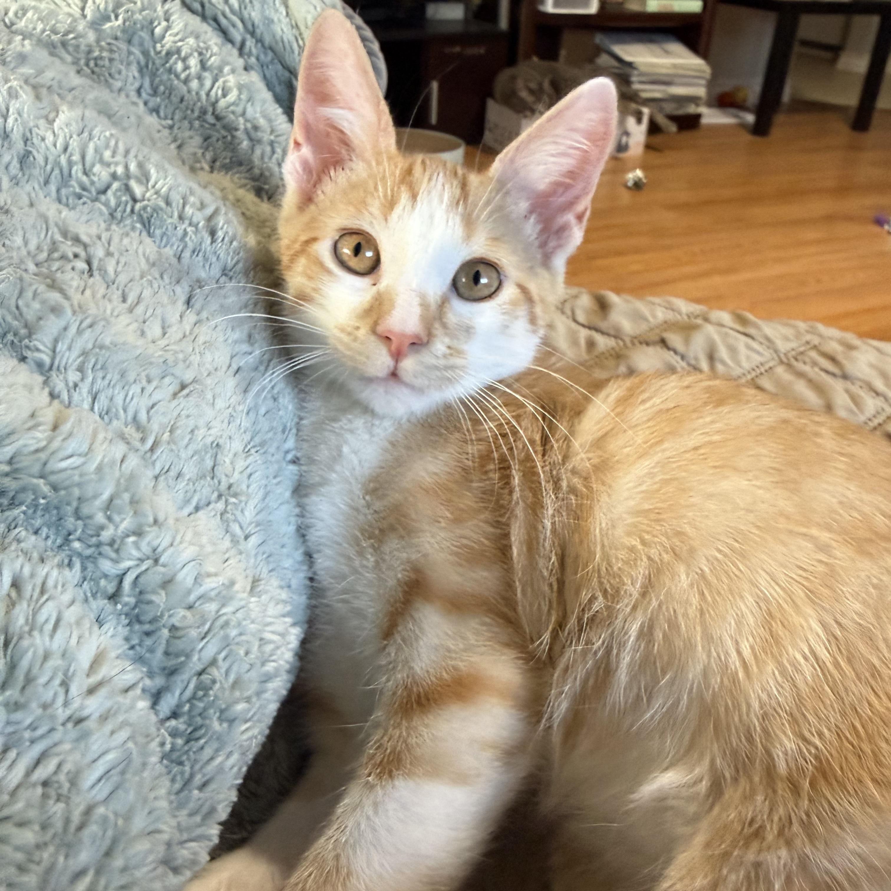 Enlarge Colonel Sanders, a Adoptable Domestic Short Hair in Bryan, TX image 3/6