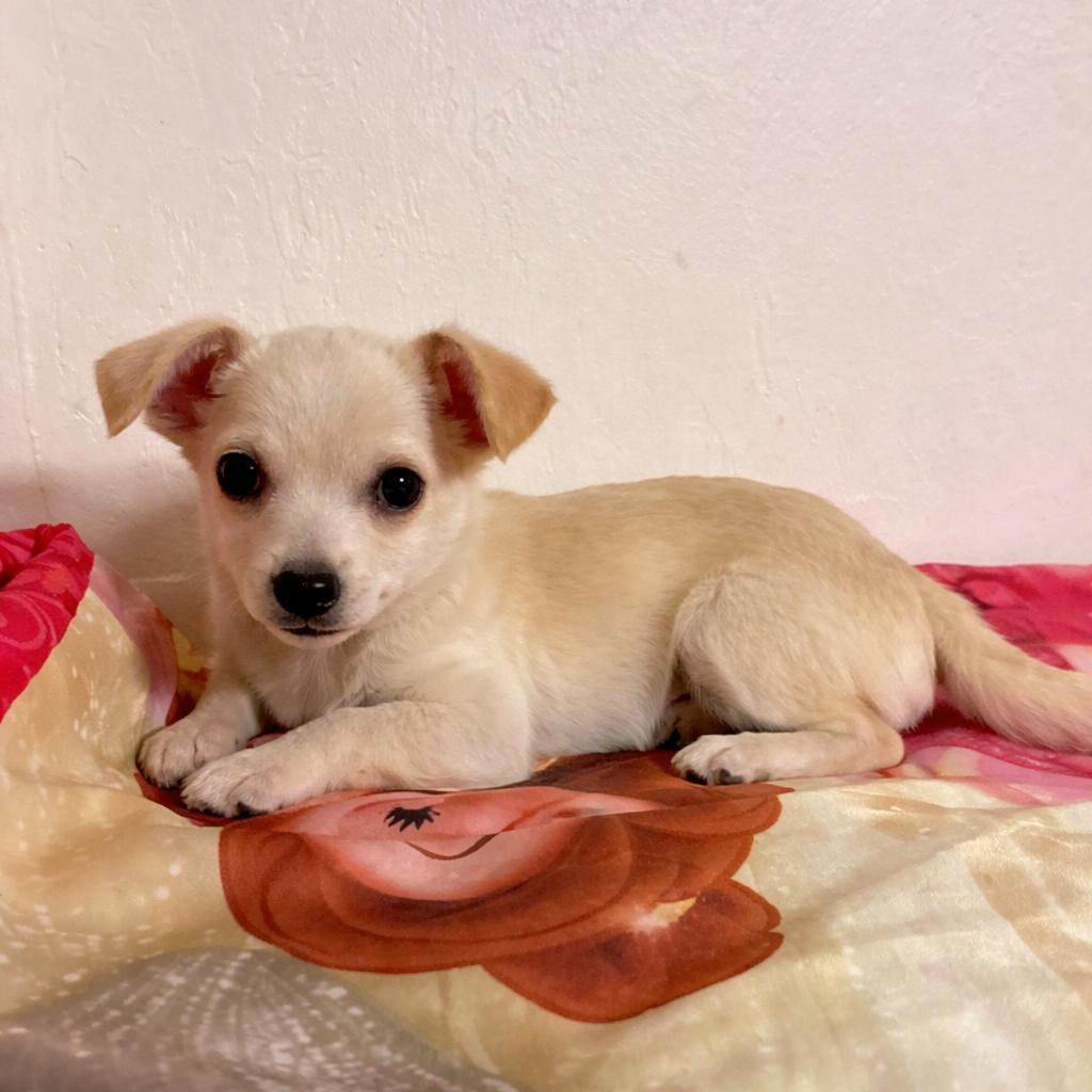 Pie, Adoptable, Puppy Male Chihuahua.