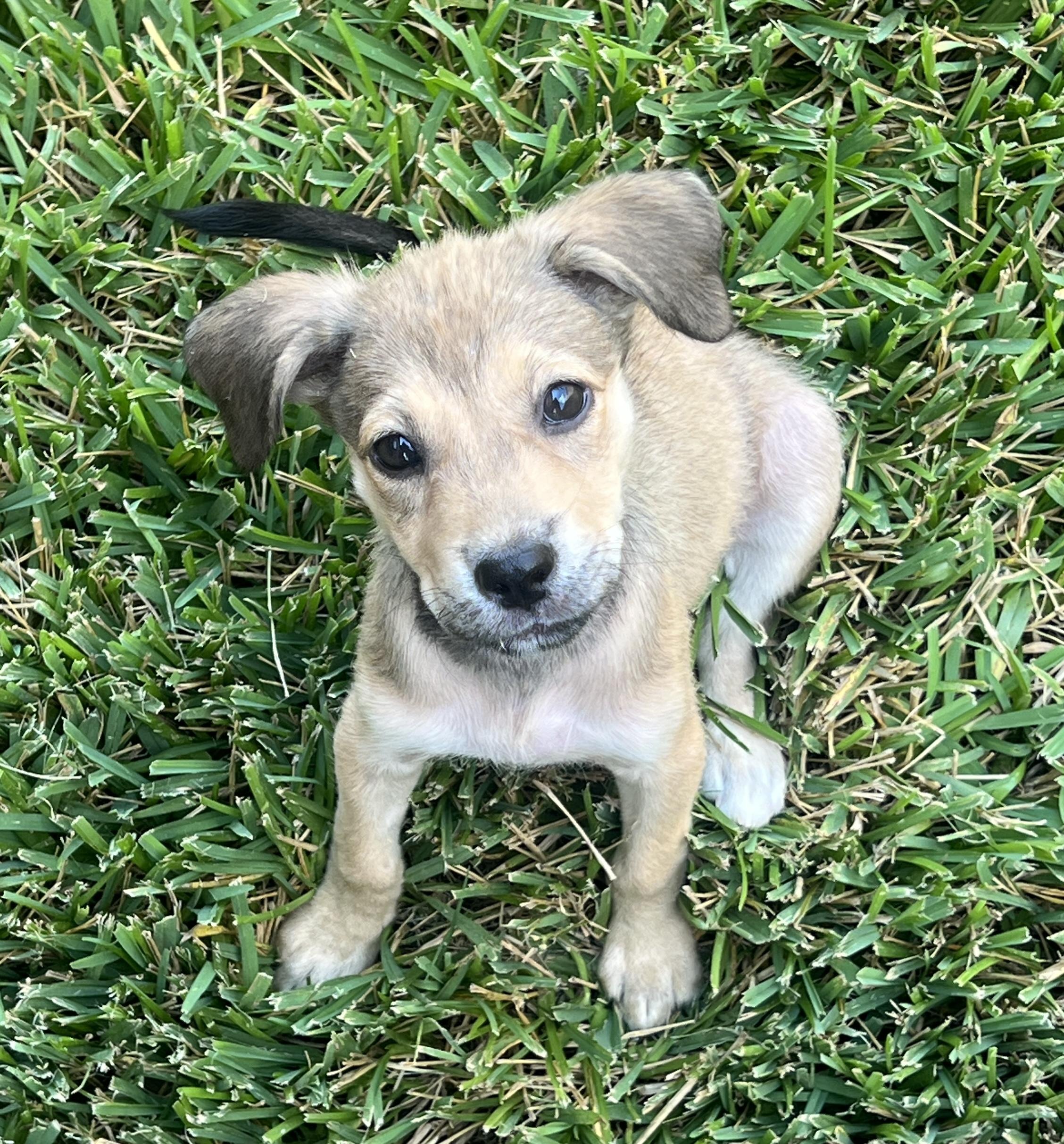 Morgan, Adopted, Young Female Catahoula Leopard Dog & Labrador Retriever.