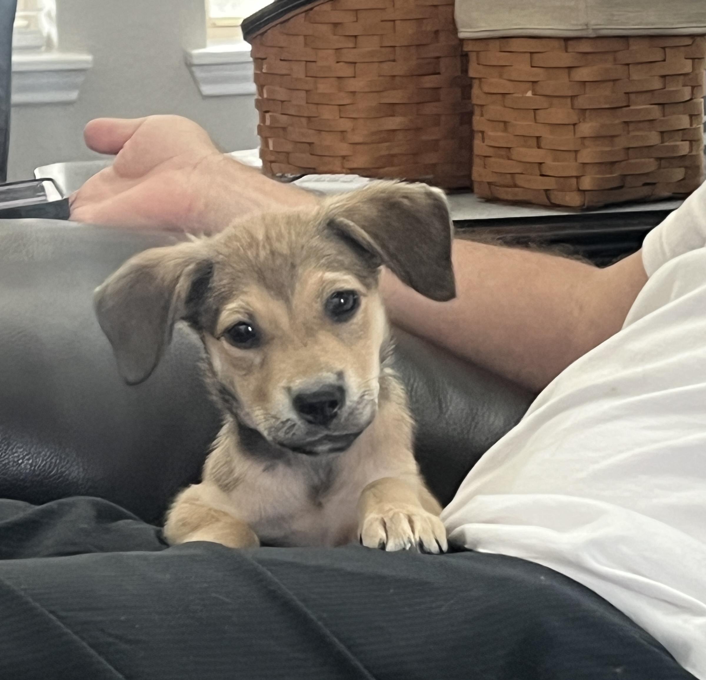 Enlarge Morgan, a Adopted mixed breed in Spring, TX image 2/6