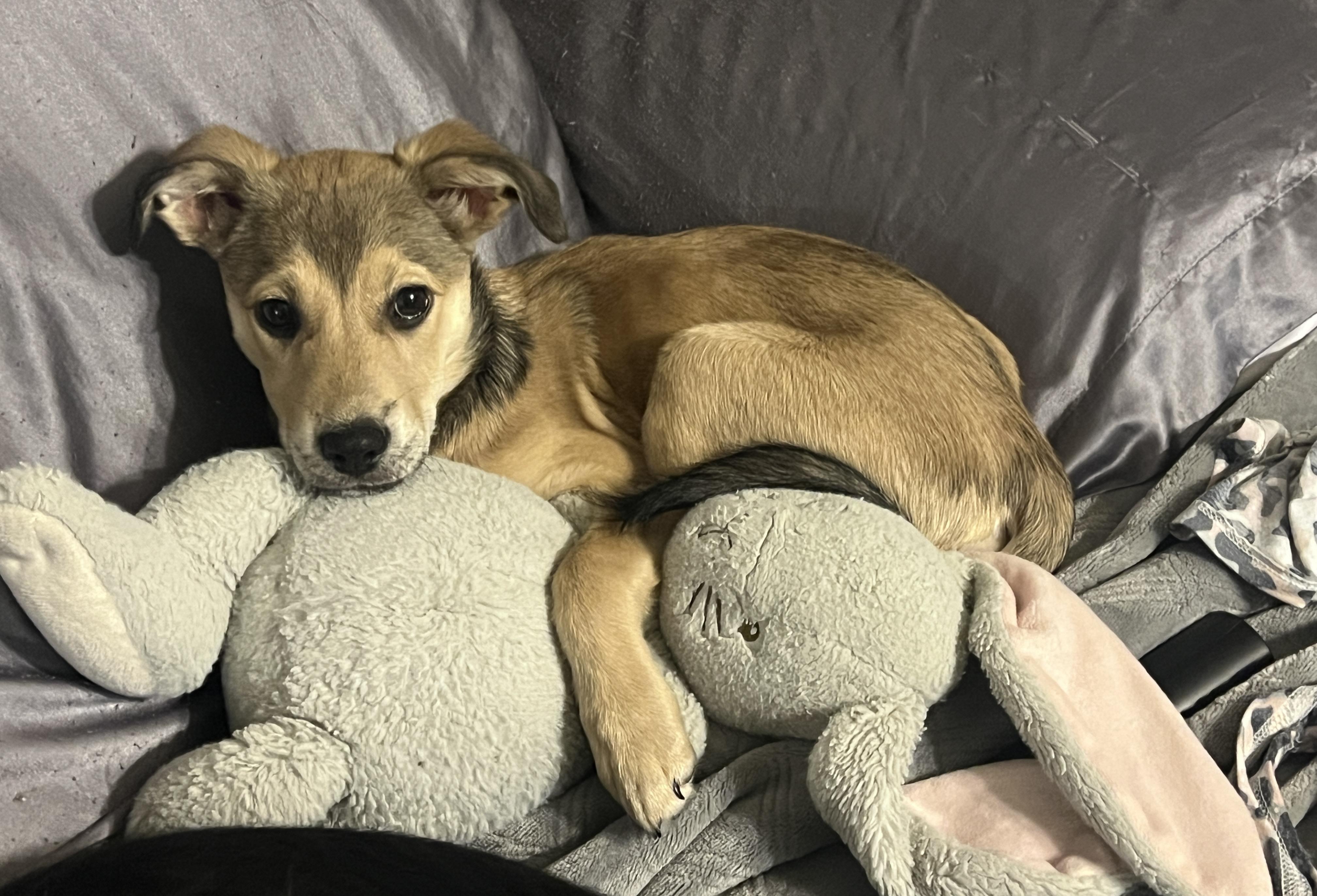 Enlarge Morgan, a Adopted mixed breed in Spring, TX image 3/6