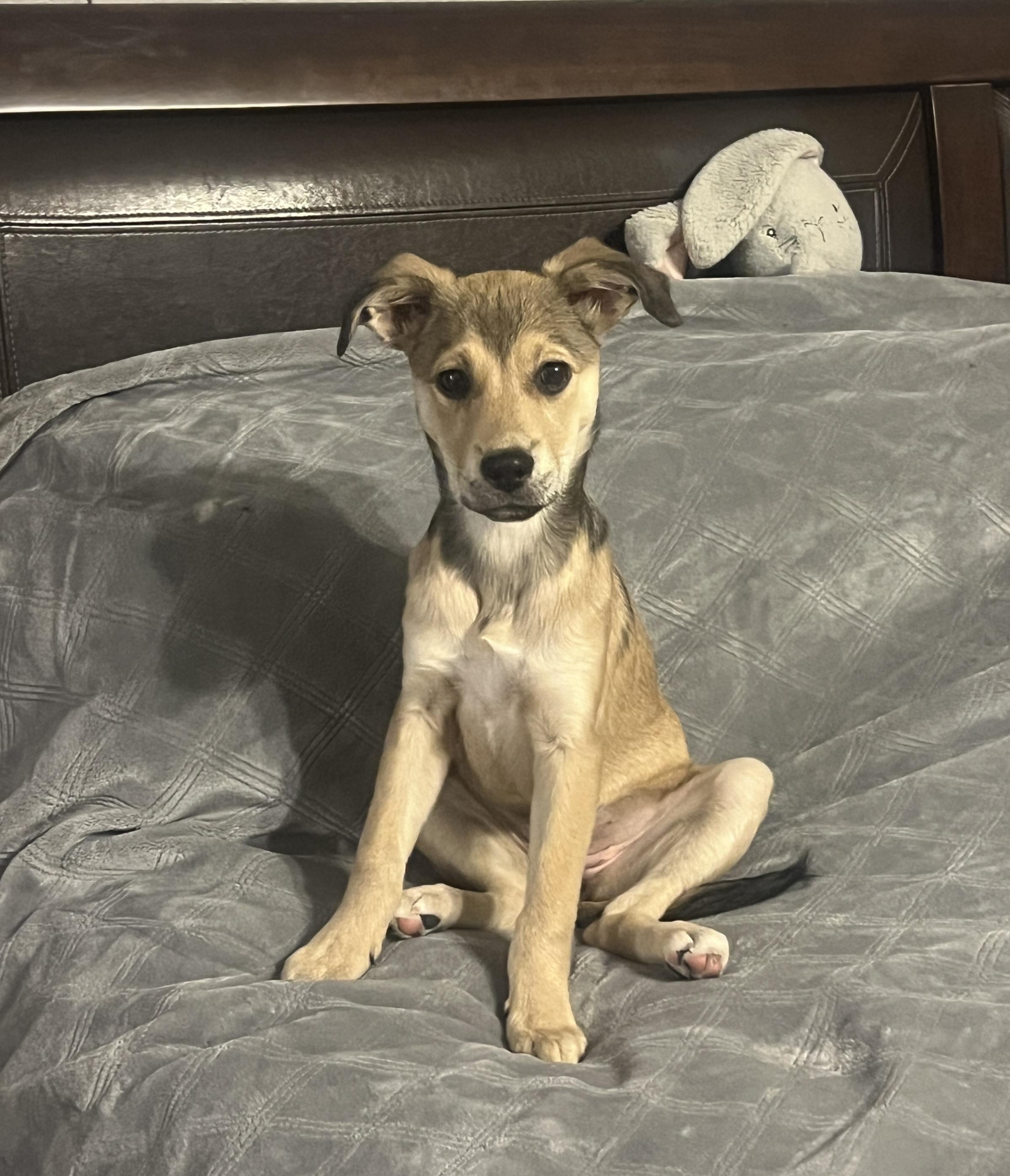 Enlarge Morgan, a Adopted mixed breed in Spring, TX image 4/6