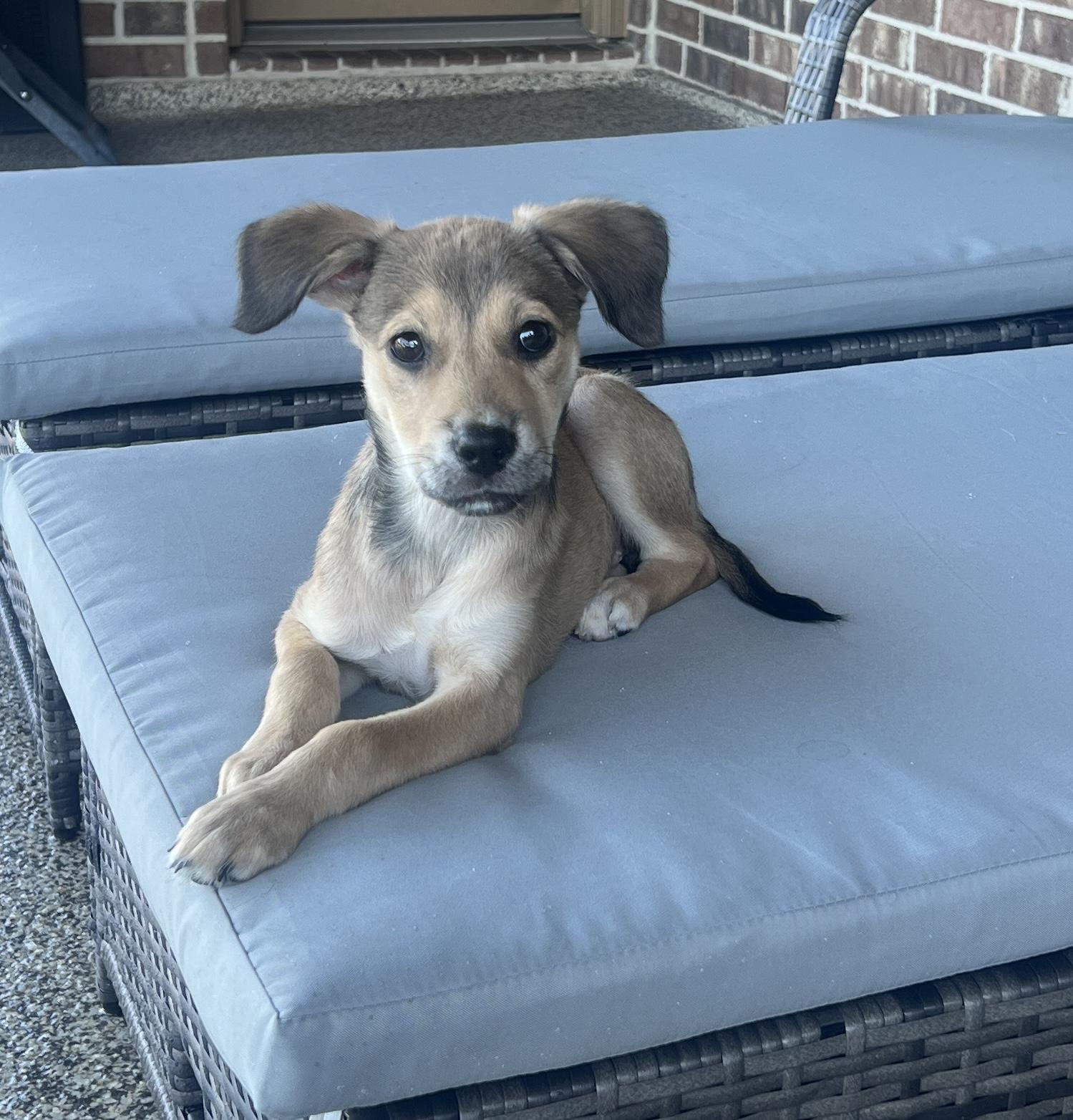 Enlarge Morgan, a Adopted mixed breed in Spring, TX image 5/6