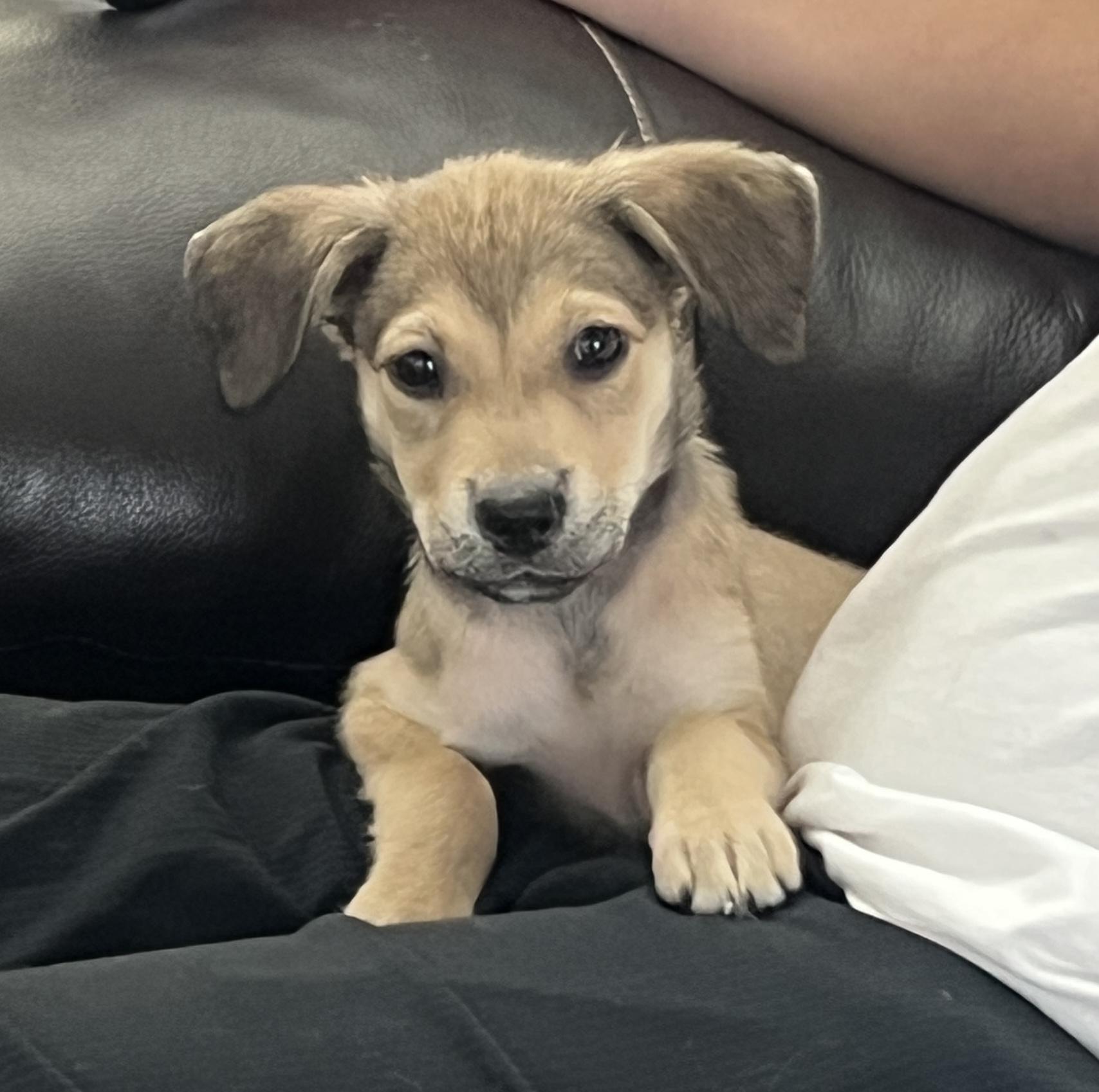 Enlarge Morgan, a Adopted mixed breed in Spring, TX image 6/6