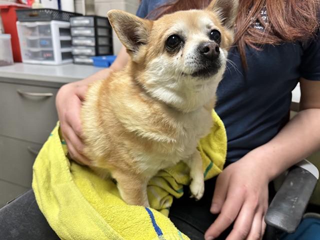 Enlarge SOPHFYE, a Adoptable Chihuahua in Colorado Springs, CO image 1/1