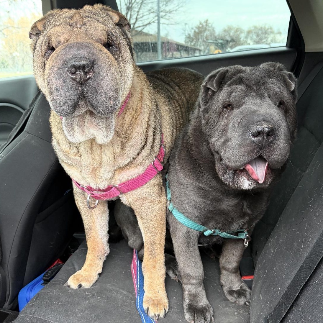 Enlarge WILBUR-BALOO, a ADOPTABLE Shar-Pei in American Fork, UT image 3/6