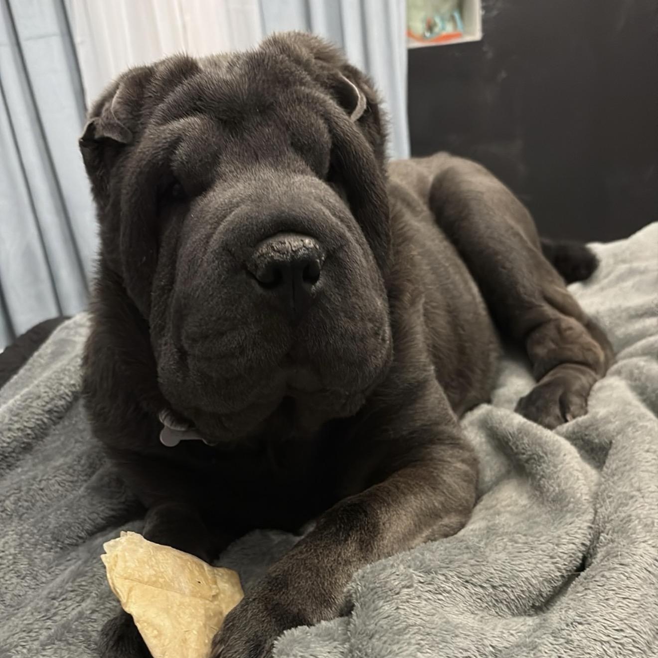 Enlarge WILBUR-BALOO, a ADOPTABLE Shar-Pei in American Fork, UT image 6/6