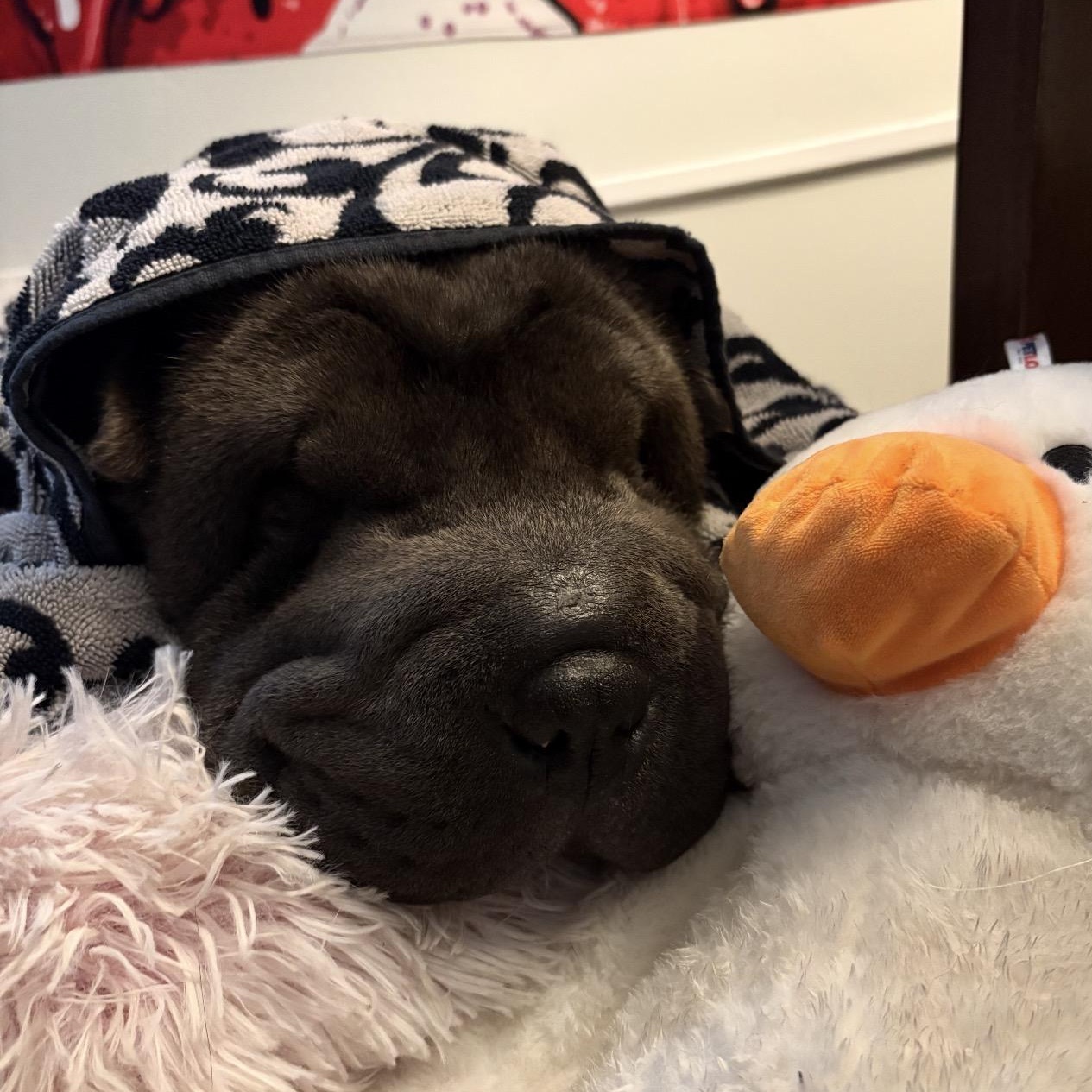 Enlarge WILBUR-BALOO, a ADOPTABLE Shar-Pei in American Fork, UT image 4/6