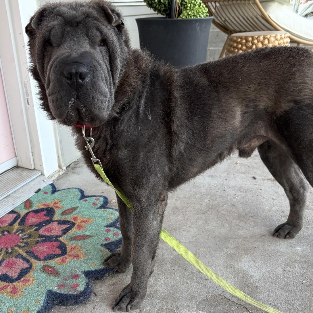 Enlarge WILBUR-BALOO, a ADOPTABLE Shar-Pei in American Fork, UT image 2/6