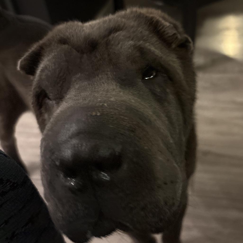 WILBUR-BALOO, ADOPTABLE, Young Male Shar-Pei.