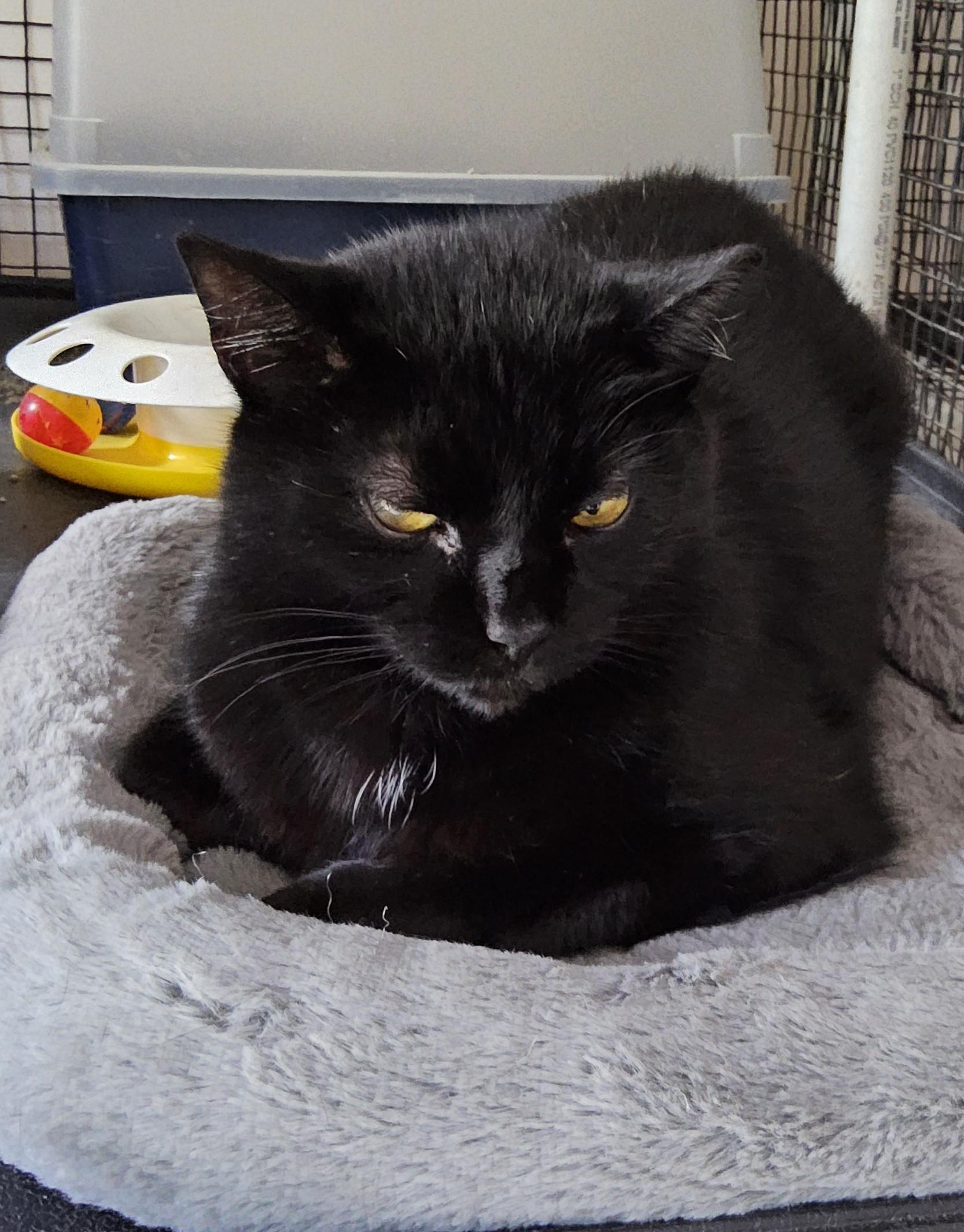 Enlarge Licorice, an adoptable mixed breed in Westfield, IN image 1/1