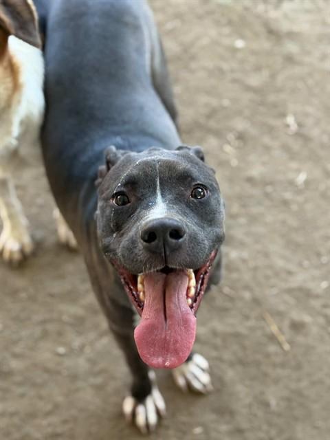 SKIPPER — thumbnail 2