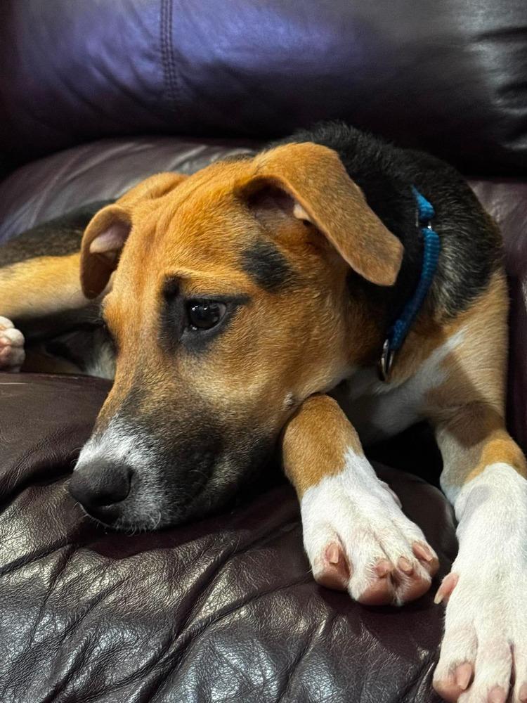 Aria, Adoptable, Puppy Female Labrador Retriever & Retriever.