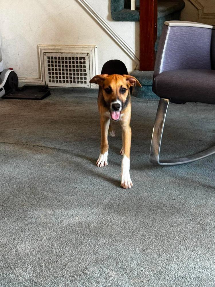 Aria, a Adoptable mixed breed in Valley Stream, NY image 2/5