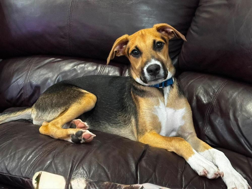 Aria, a Adoptable mixed breed in Valley Stream, NY image 3/5