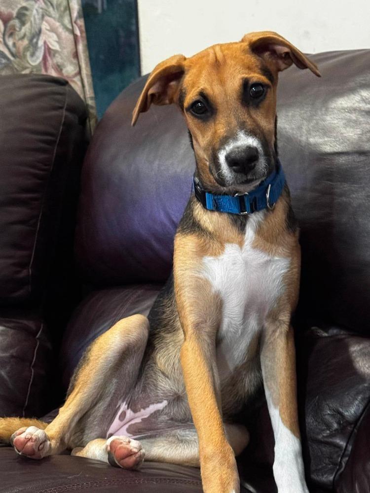 Aria, a Adoptable mixed breed in Valley Stream, NY image 4/5