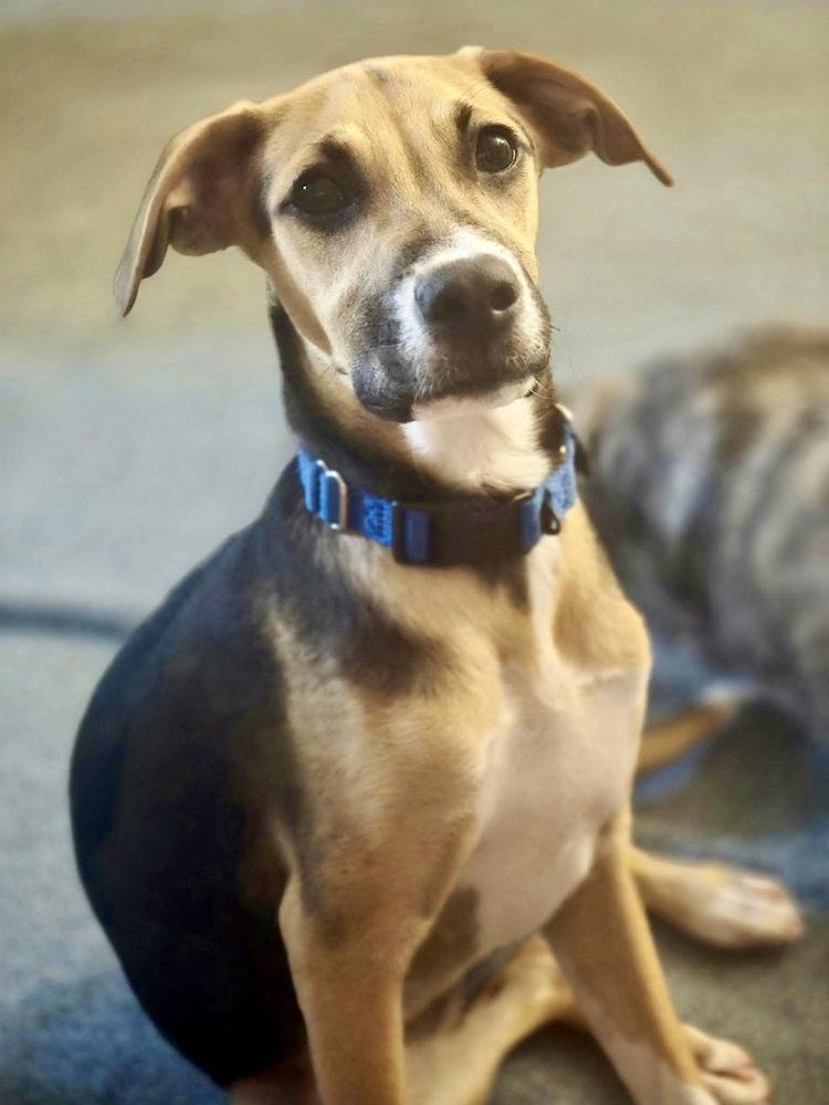 Aria, a Adoptable mixed breed in Valley Stream, NY image 5/5