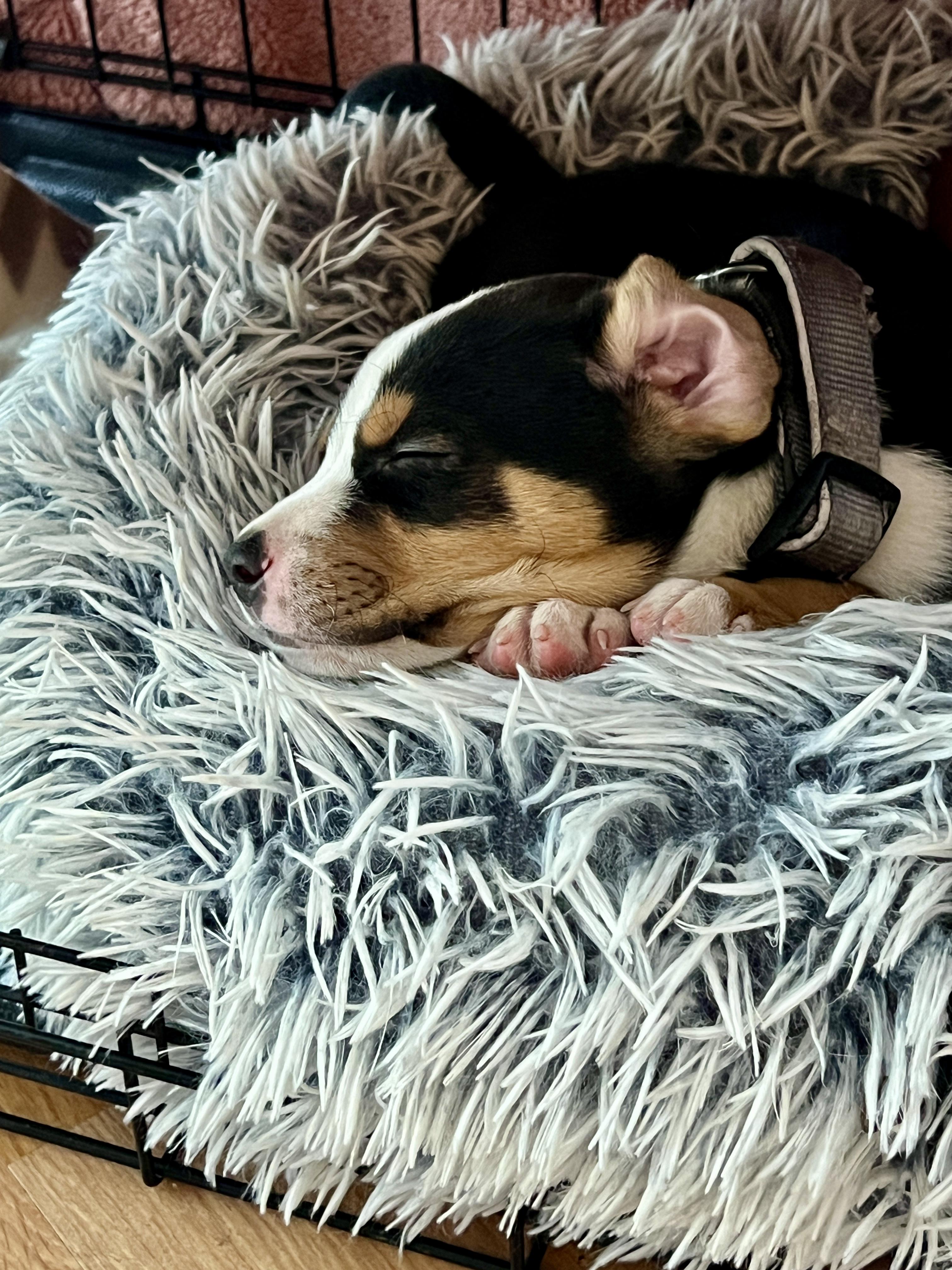 Archer, a ADOPTABLE mixed breed in Minneapolis, MN image 5/5
