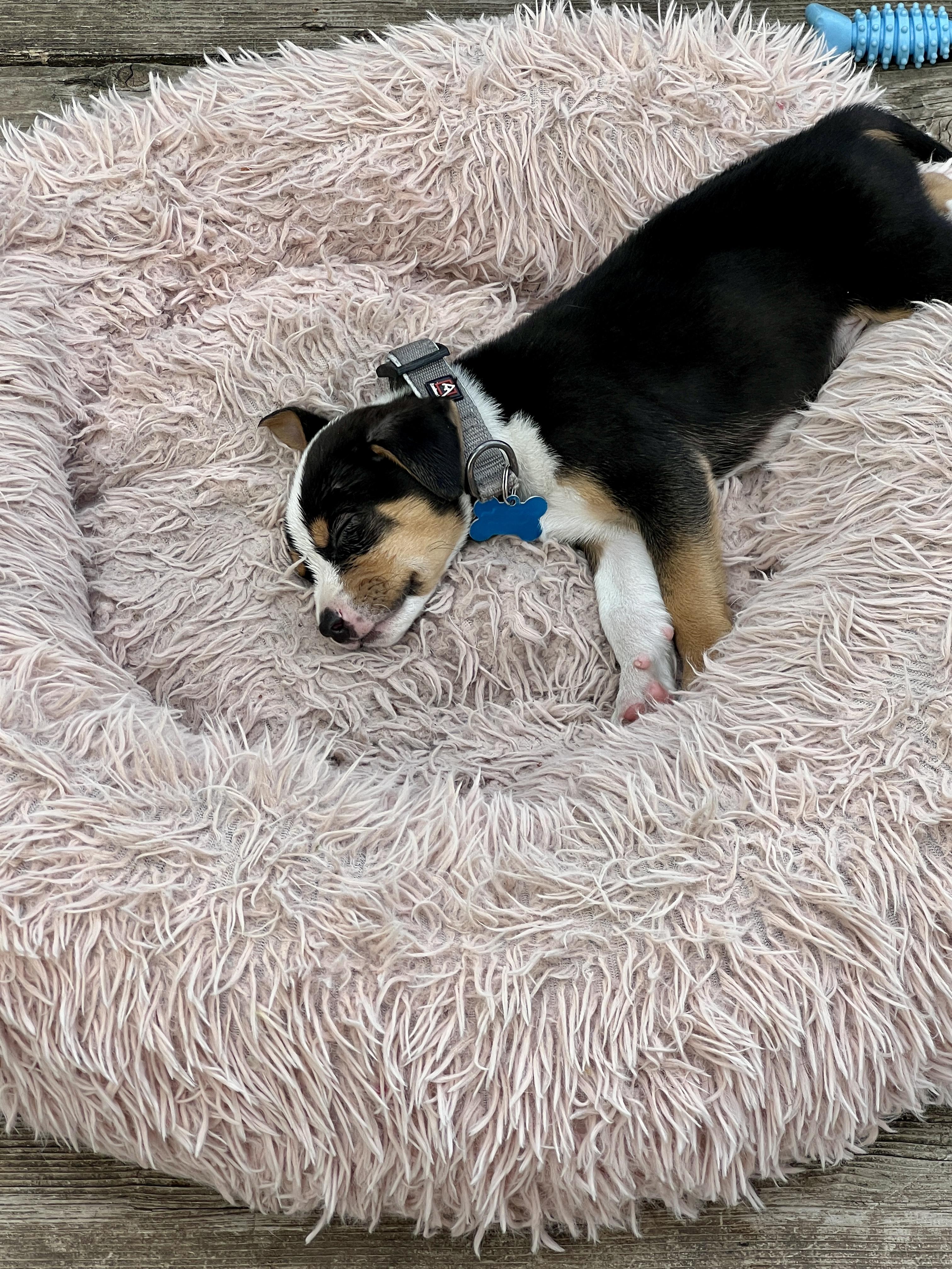 Archer, a ADOPTABLE mixed breed in Minneapolis, MN image 4/5