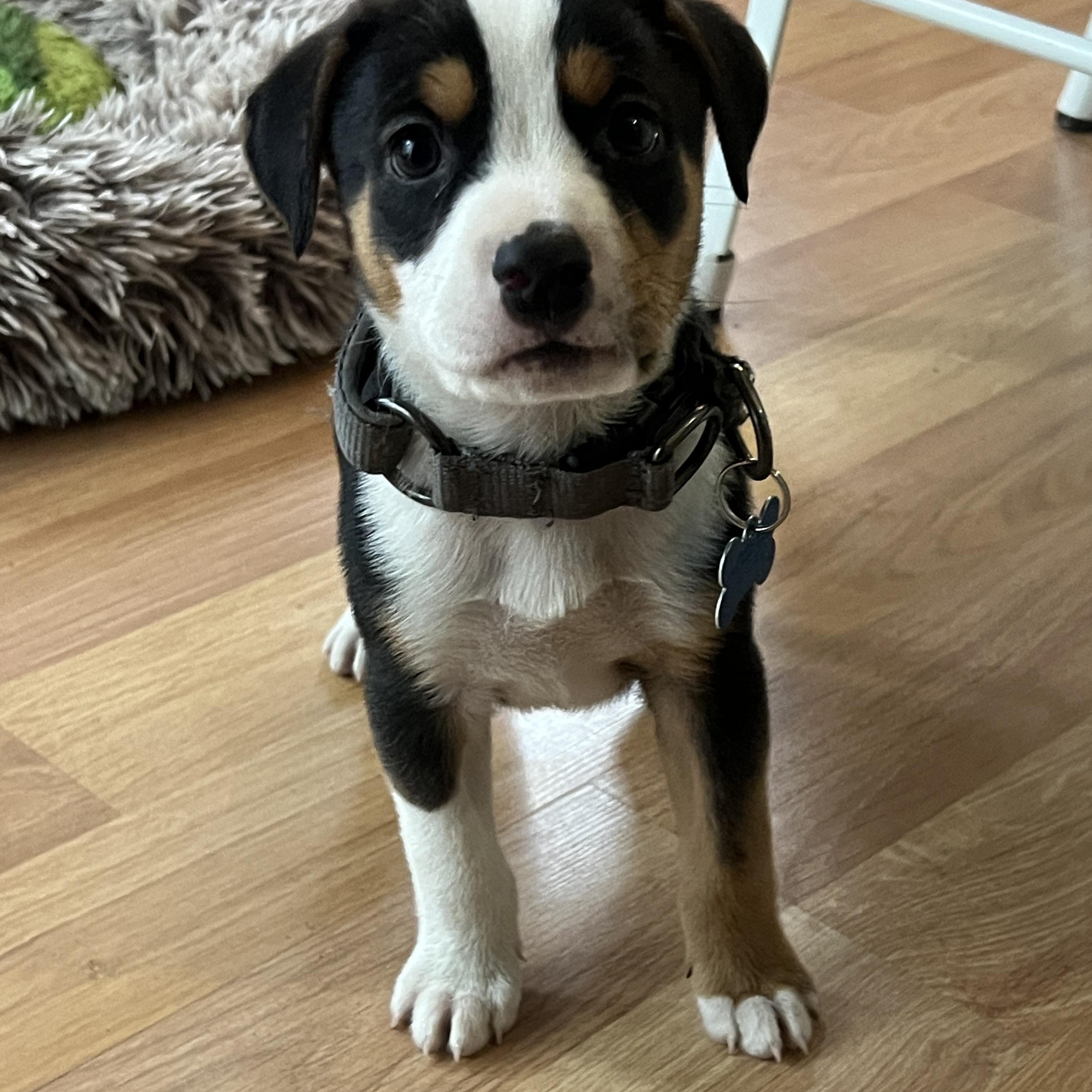 Archer, a ADOPTABLE mixed breed in Minneapolis, MN image 2/5