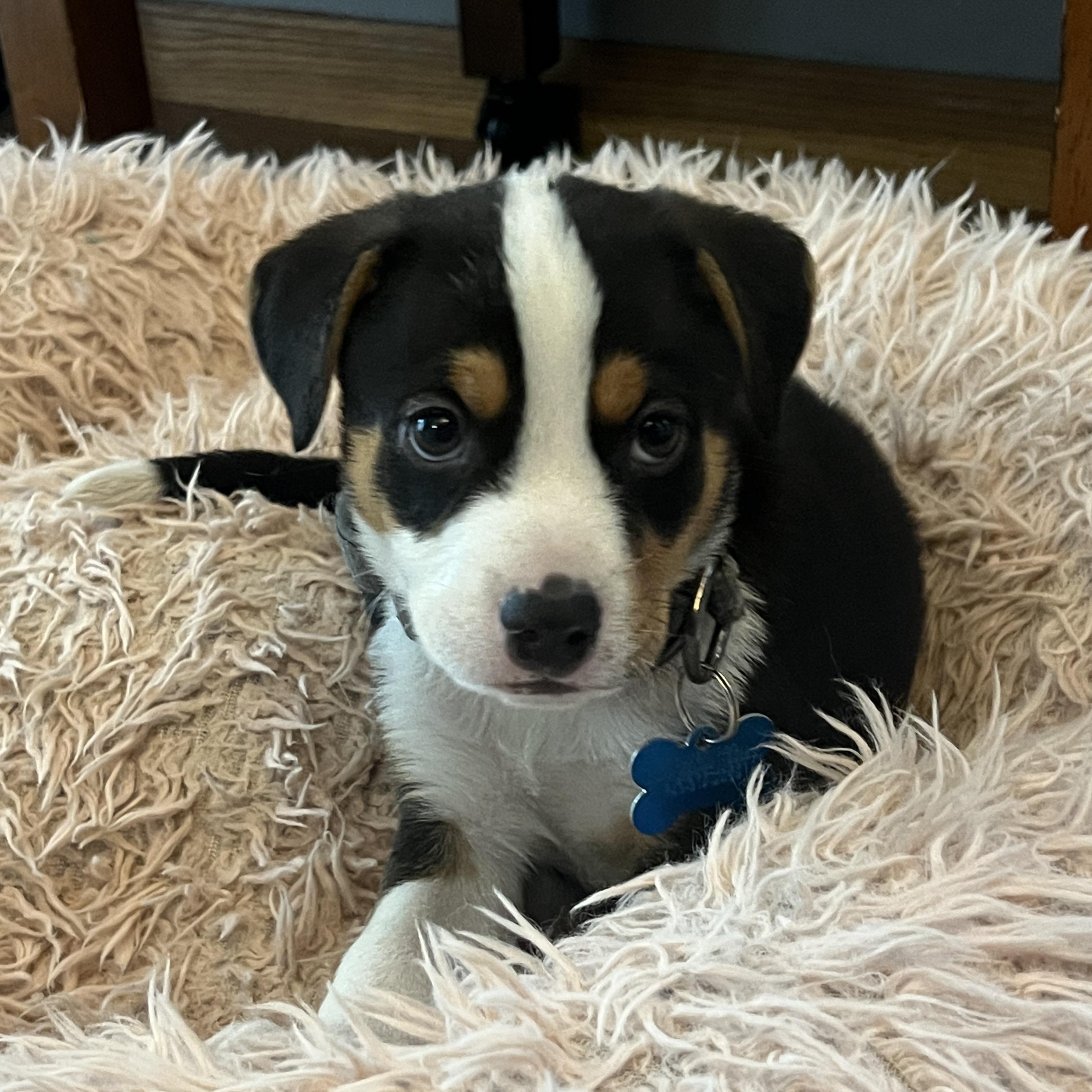 Archer, a ADOPTABLE mixed breed in Minneapolis, MN image 3/5