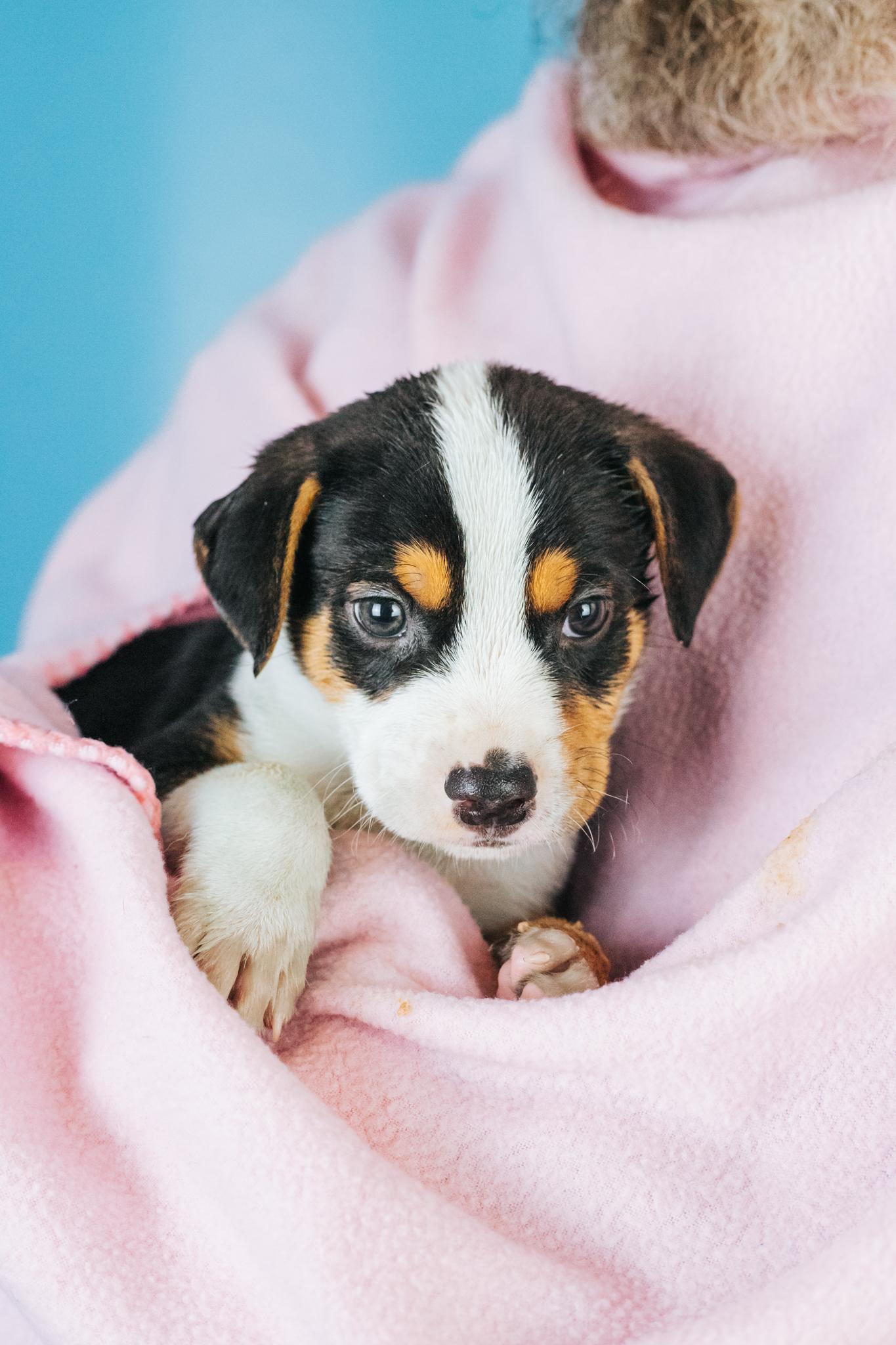 Archer, ADOPTABLE, Puppy Female Beagle & Mixed Breed.