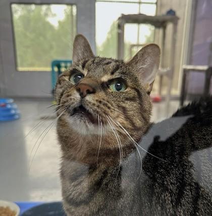 Blitzen, Adoptable, Adult Female Domestic Short Hair & Domestic Short Hair.