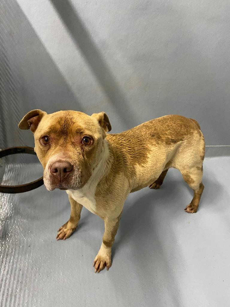 Enlarge Minnie, a Adoptable mixed breed in Cartersville , GA image 1/1