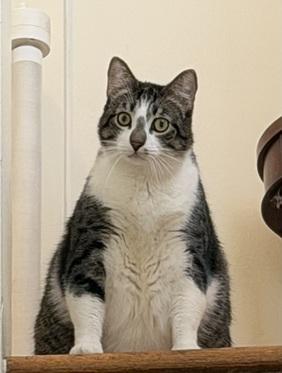 Little John, Adoptable, Adult Male Domestic Short Hair & Tabby.