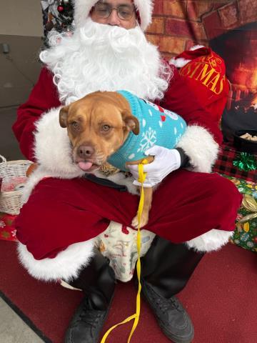 Enlarge Roxy -- URGENT! LONGTIME RESIDENT!, an adopted mixed breed in Thousand Oaks, CA image 1/1