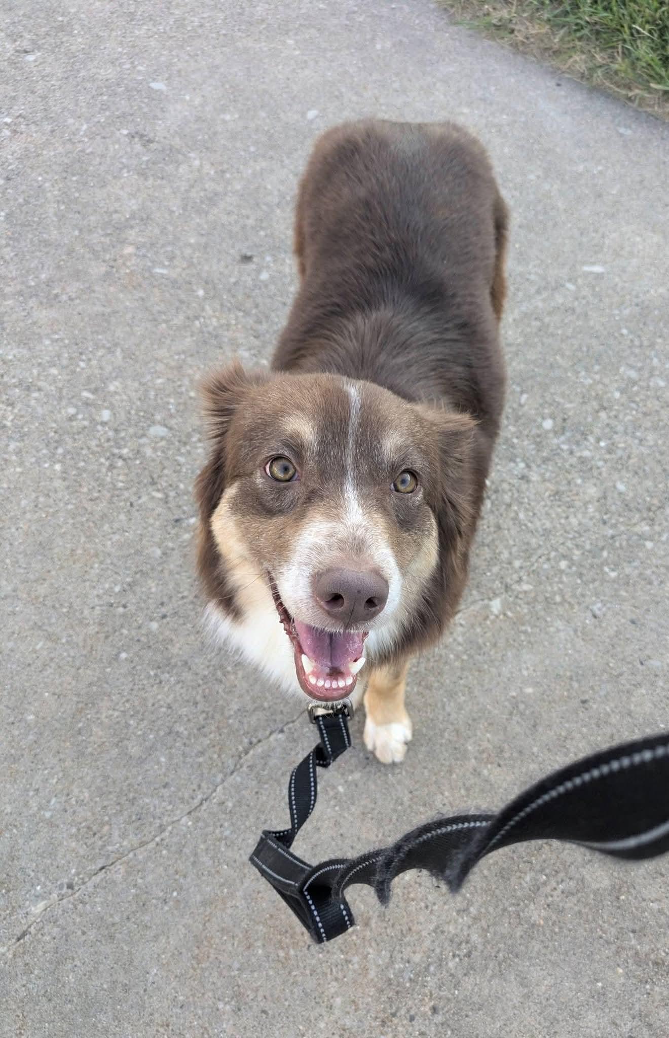 Enlarge Penelope, a Adoptable Australian Shepherd in Cedar Rapids, IA image 2/6