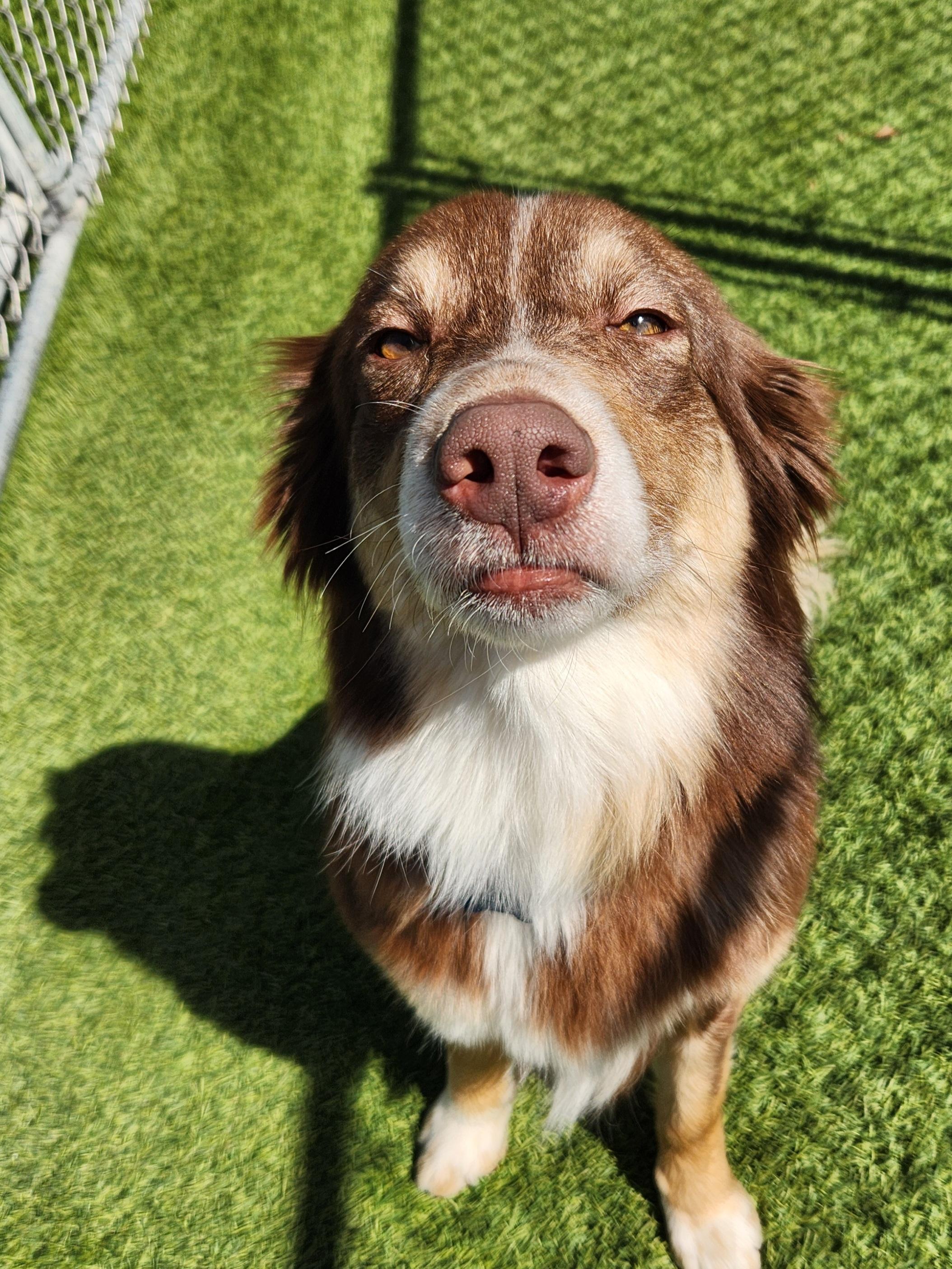 Enlarge Penelope, a Adoptable Australian Shepherd in Cedar Rapids, IA image 4/6