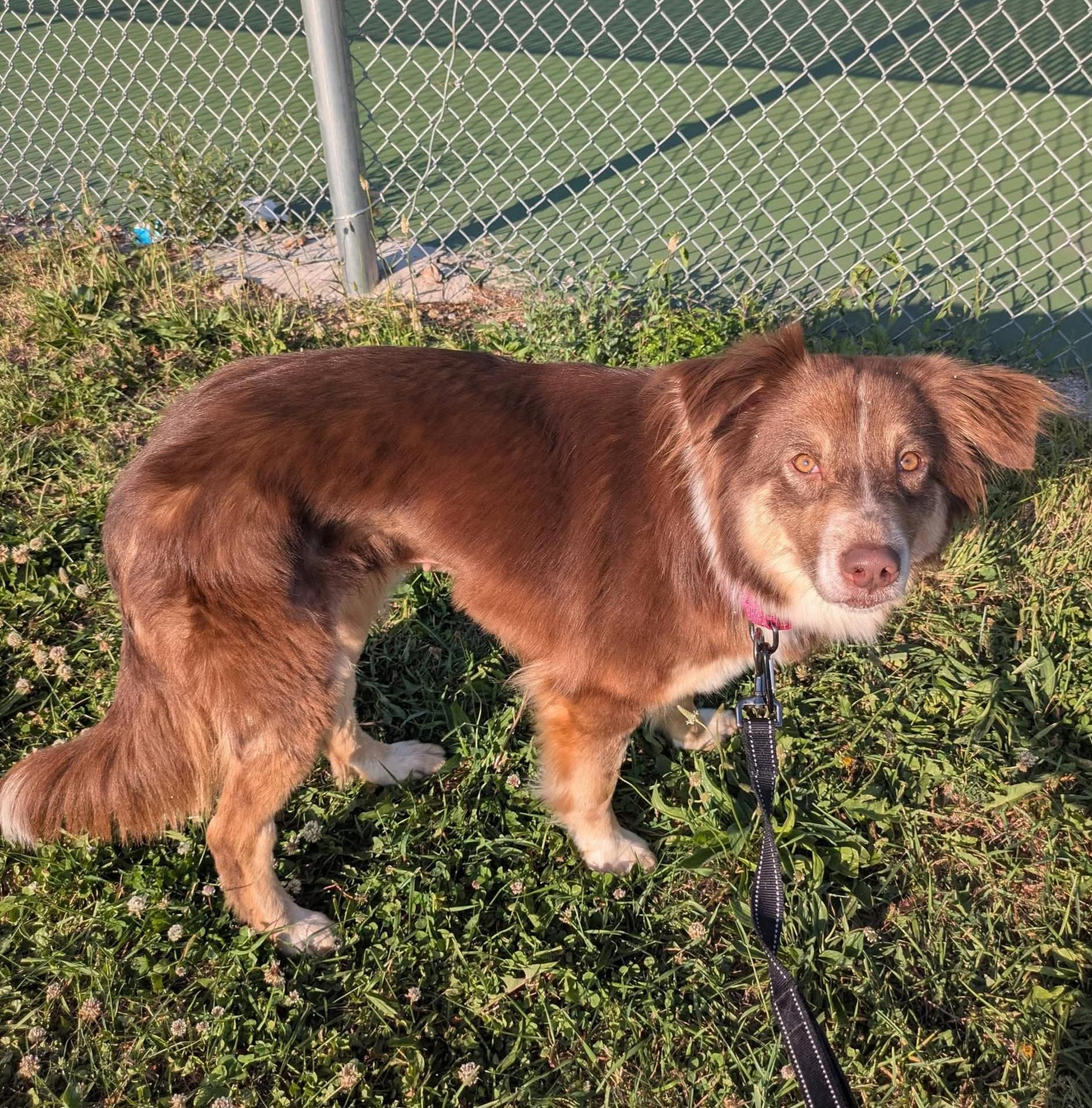 Enlarge Penelope, a Adoptable Australian Shepherd in Cedar Rapids, IA image 3/6