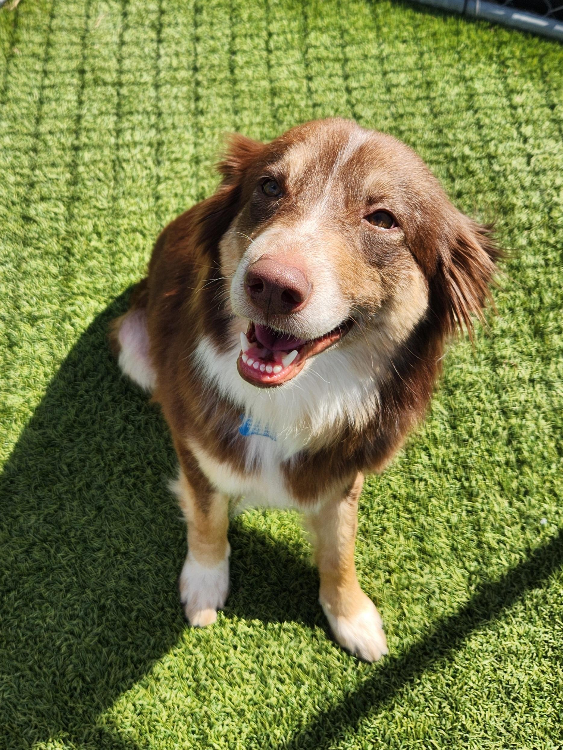Enlarge Penelope, a Adoptable Australian Shepherd in Cedar Rapids, IA image 1/6