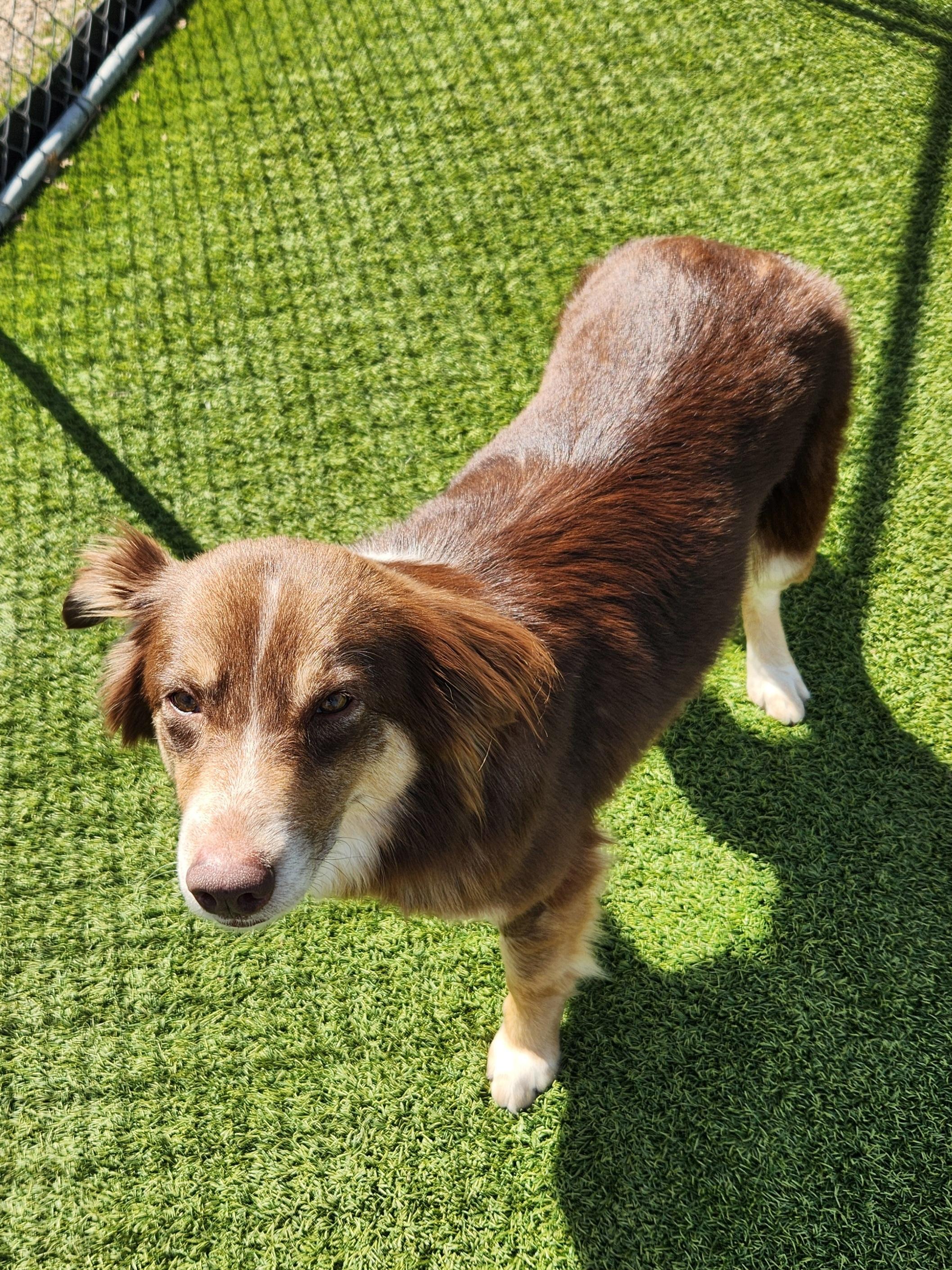 Enlarge Penelope, a Adoptable Australian Shepherd in Cedar Rapids, IA image 5/6