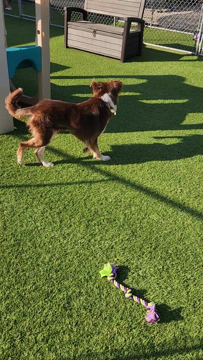 Enlarge Penelope, a Adoptable Australian Shepherd in Cedar Rapids, IA video 6/6