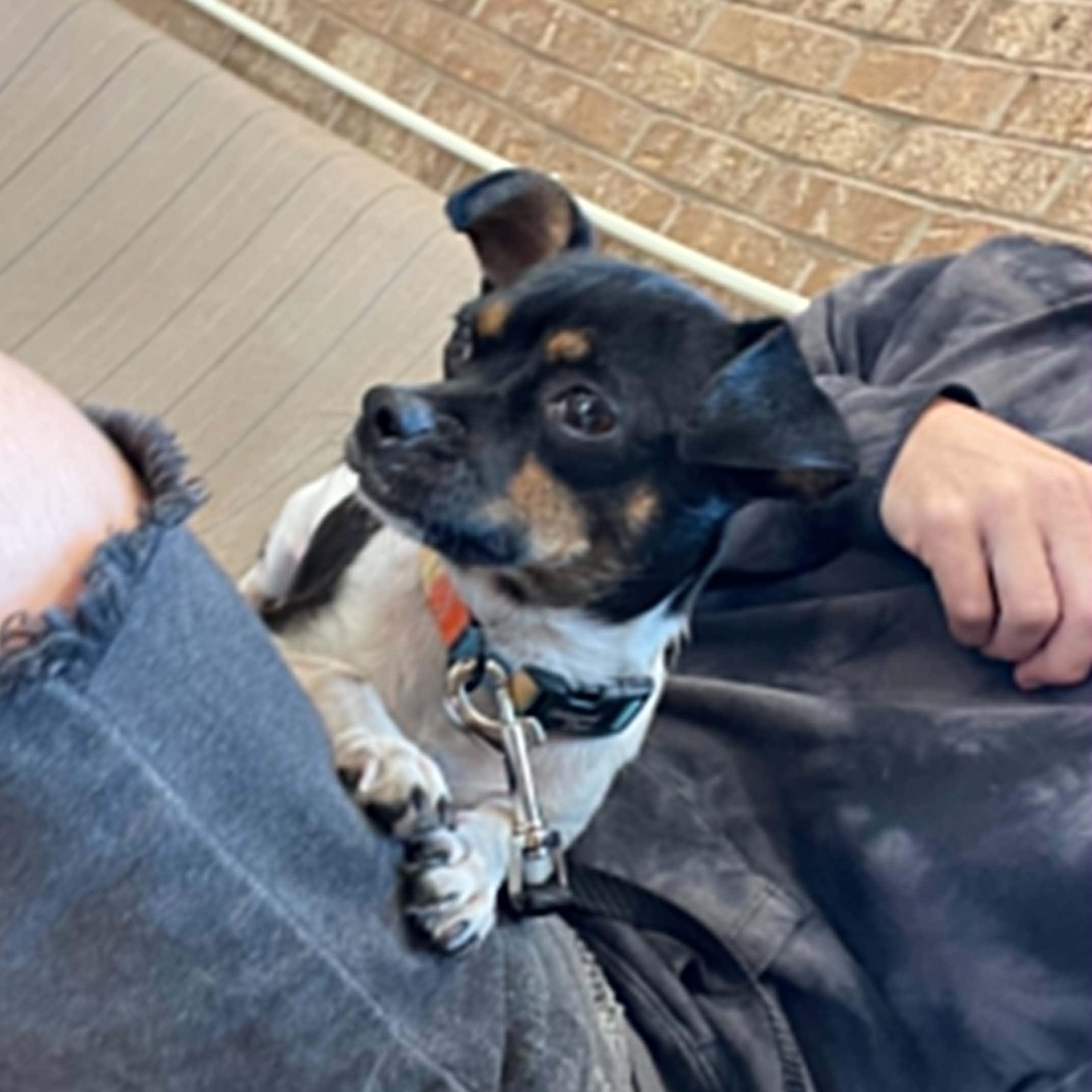 Enlarge Rook, a Adopted mixed breed in Oklahoma City, OK image 2/6
