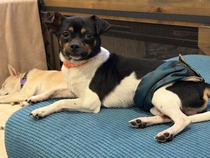 Enlarge Rook, a Adopted mixed breed in Oklahoma City, OK image 6/6