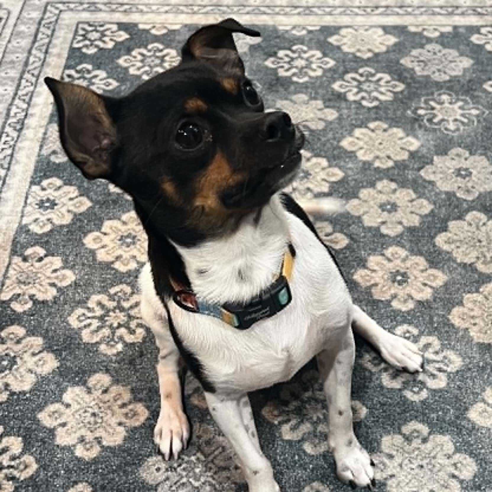 Enlarge Rook, a Adopted mixed breed in Oklahoma City, OK image 1/6