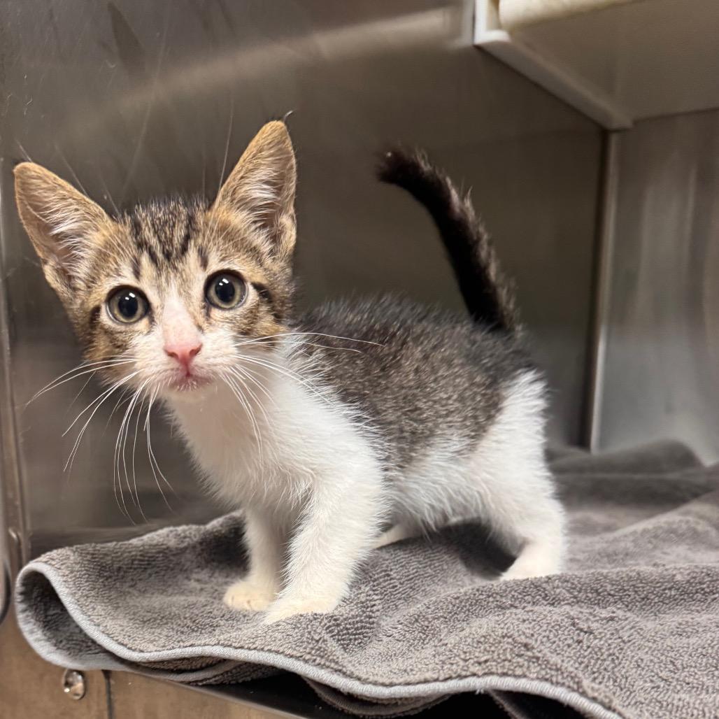 Madi, Adoptable, Kitten Female Domestic Short Hair.