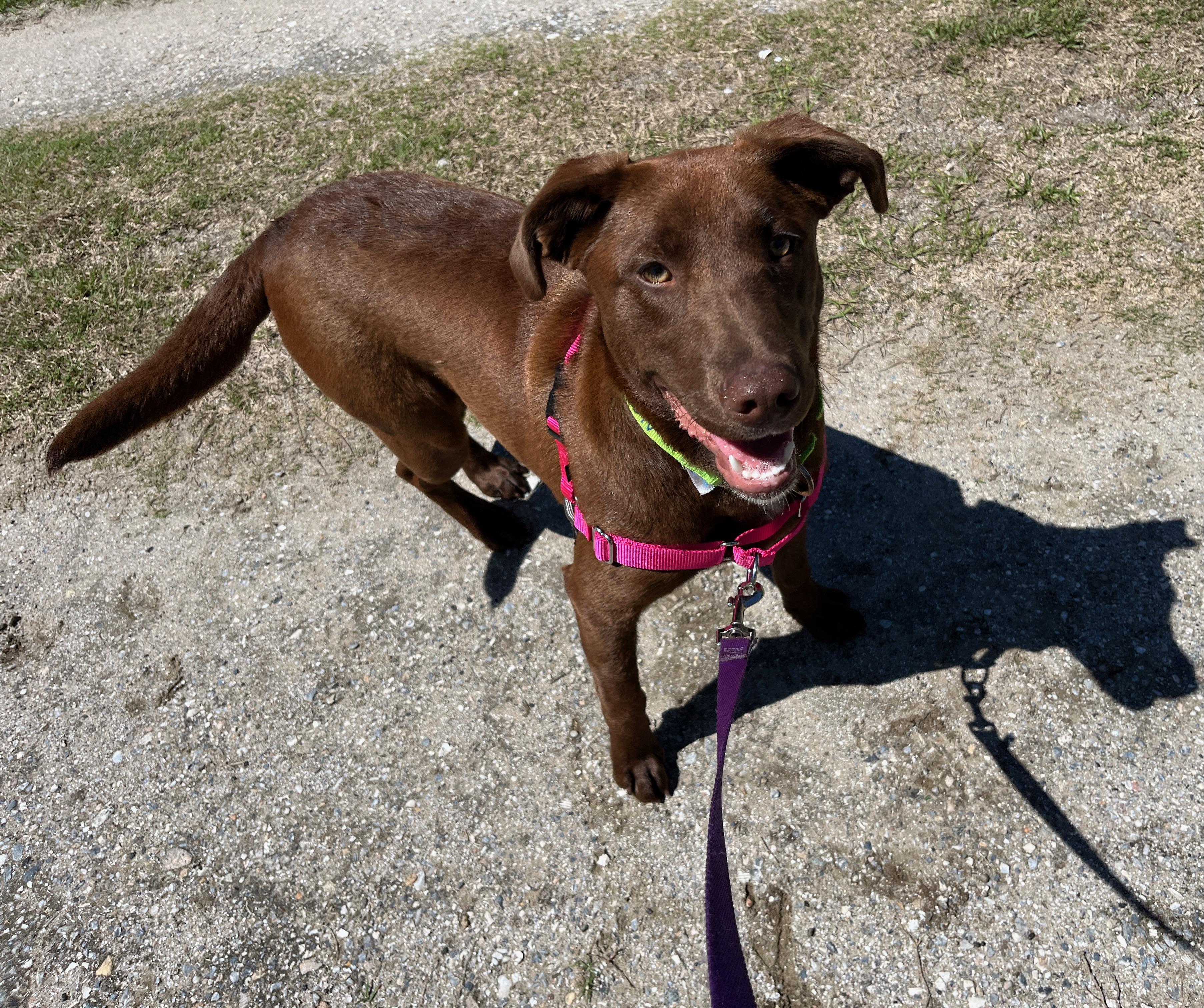 CEE CEE, ADOPTABLE, Young Female Chocolate Labrador Retriever.