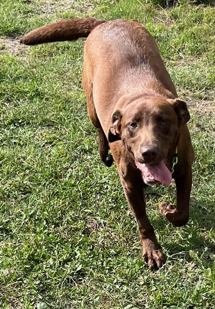 CEE CEE, a ADOPTABLE Chocolate Labrador Retriever in Edisto Island, SC image 4/5