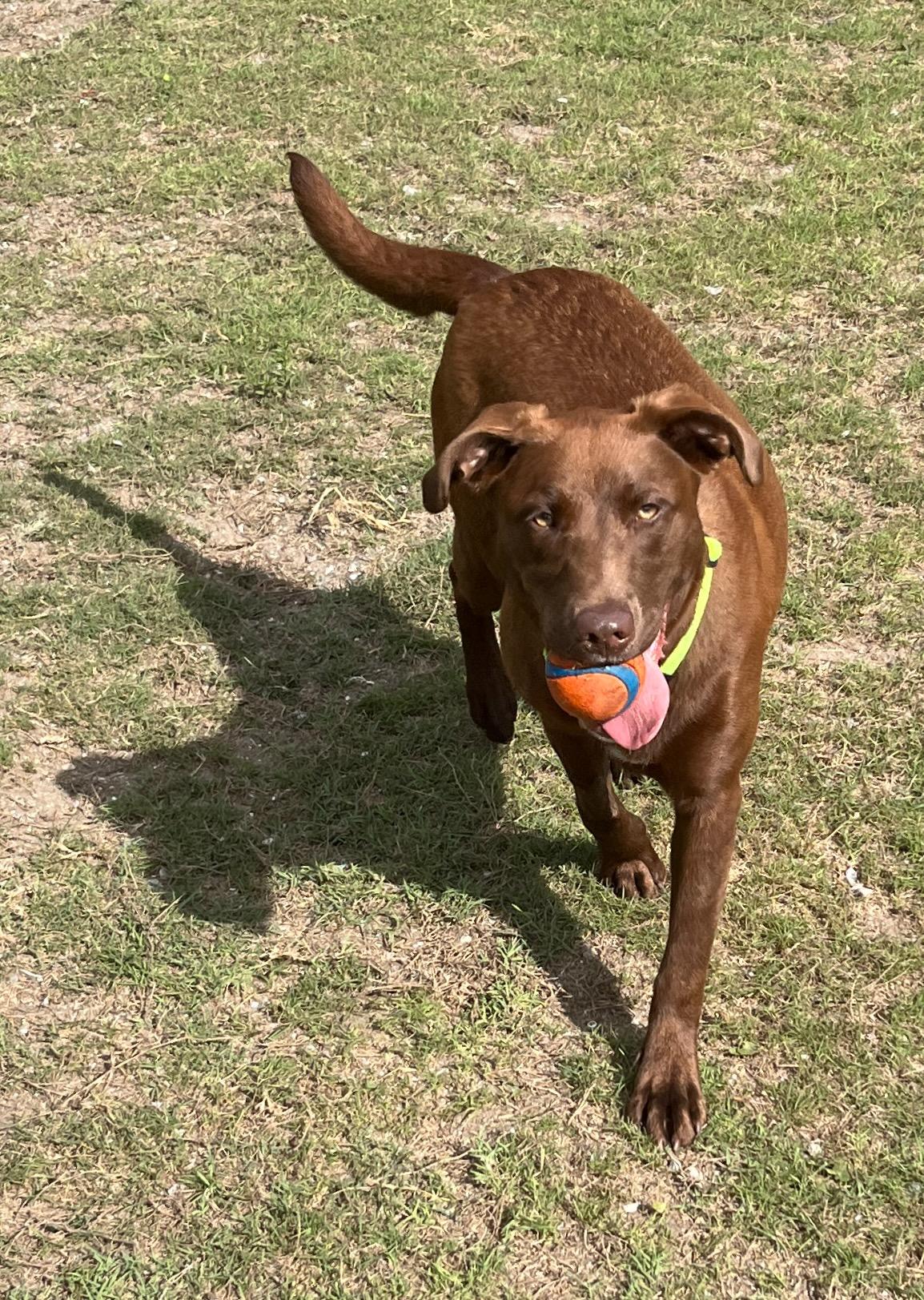 CEE CEE, a ADOPTABLE Chocolate Labrador Retriever in Edisto Island, SC image 5/5