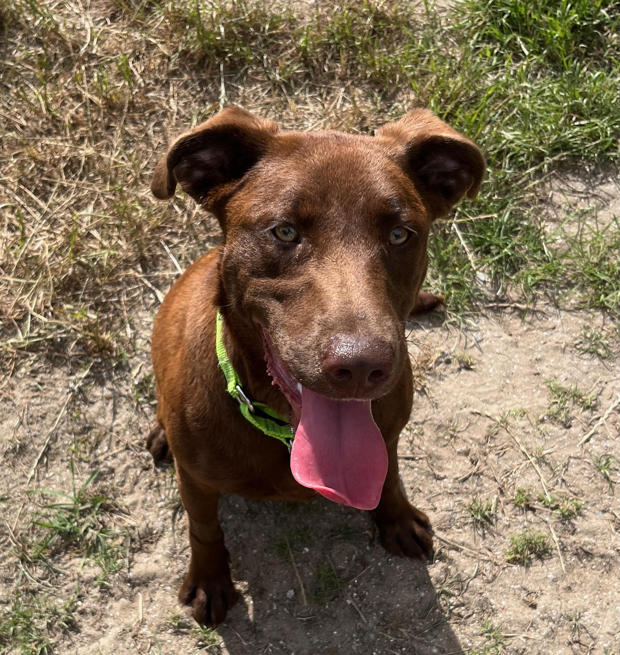 CEE CEE, a ADOPTABLE Chocolate Labrador Retriever in Edisto Island, SC image 2/5