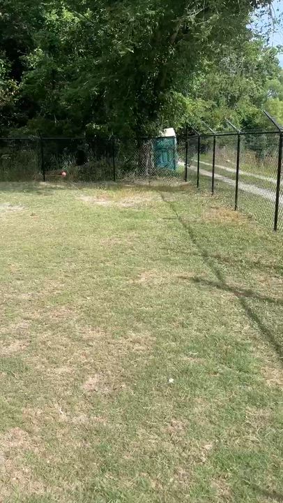 Enlarge CEE CEE, a ADOPTABLE Chocolate Labrador Retriever in Edisto Island, SC video 3/5