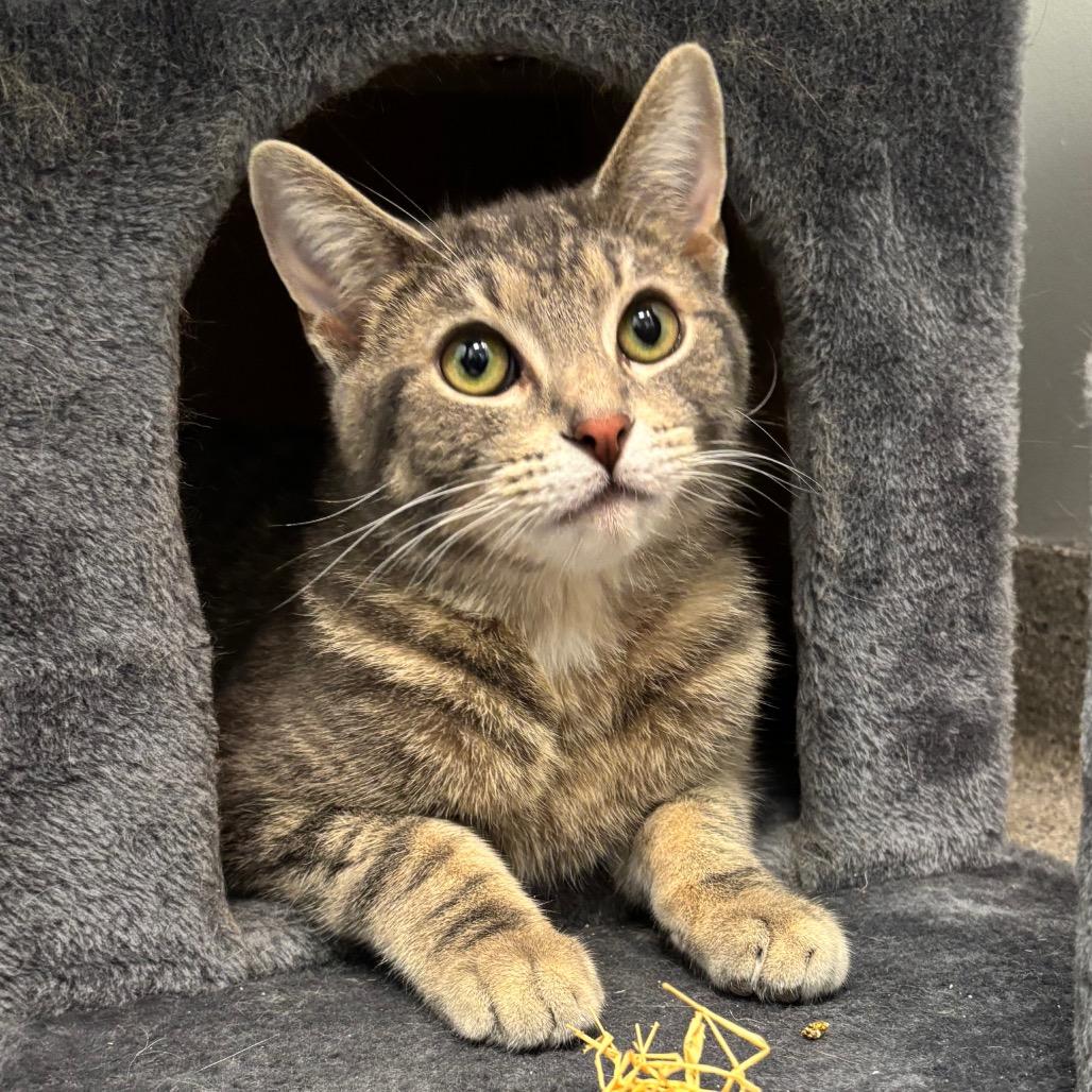 Matzo - Bonded with Donka, Adoptable, Adult Male Domestic Short Hair.