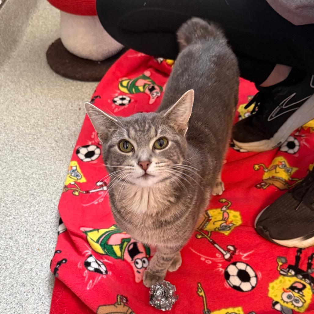 Matzo - Bonded with Donka, a Adoptable Domestic Short Hair in Naperville, IL image 2/2