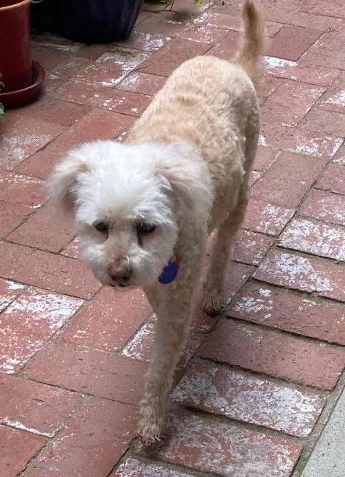 Carmela, a Adopted Poodle in San Diego, CA image 1/3