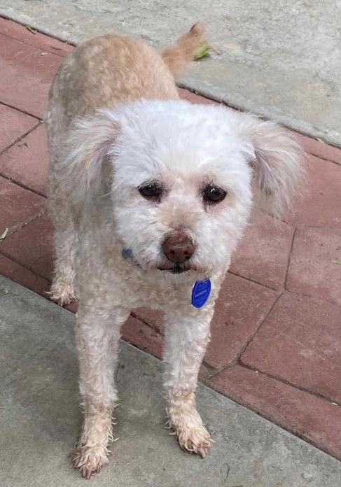 Carmela, a Adopted Poodle in San Diego, CA image 2/3