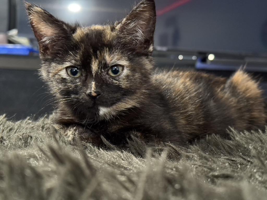 LULU 3